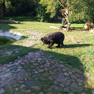 Asiatic Black Bear (Ursus thibetanus)