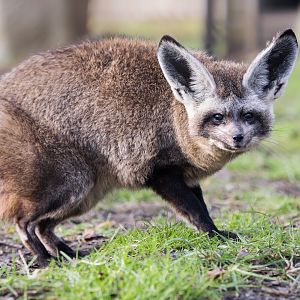 Bat-eared Fox / Hamerton / 22-1-25