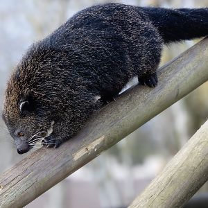 Javan Binturong / Hamerton / 22-1-25