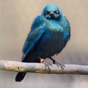 Lesser Blue-eared Glossy Starling / Hamerton / 22-1-25