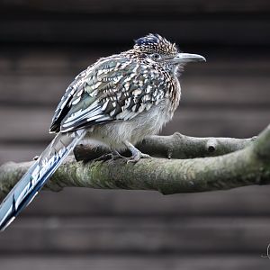 Greater Roadrunner / Hamerton / 22-1-25