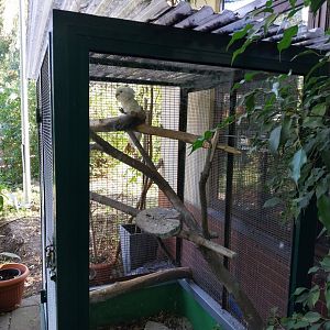 Tropical Birdhouse - Cacatua alba