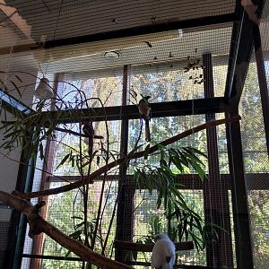 Tropical Birdhouse - Von der Decken's Hornbill (Tockus deckeni) and Bali Myna (Leucopsar rothschildi)