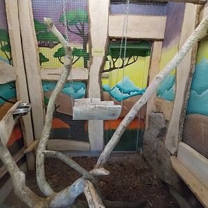 Tropical Birdhouse - Umbrella Cockatoo (Cacatua alba)