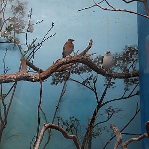 Tropical Birdhouse - Brahminy Starling and White-headed Buffalo Weaver