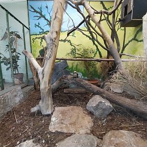 Tropical Birdhouse - Laughing Kookaburra (Dacelo novaeguineae) aviary