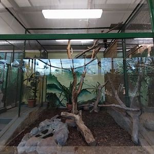 Tropical Birdhouse - Red Crested Turaco (Tauraco erythrolophus) aviary