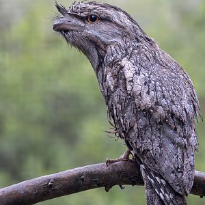 Tawny Frogmouth / Hamerton / 3-5-24