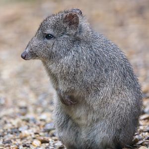 Long-nosed Potoroo / Hamerton / 3-5-24