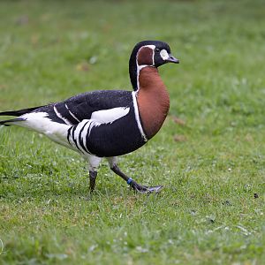Red-breasted Goose / Hamerton / 3-5-24