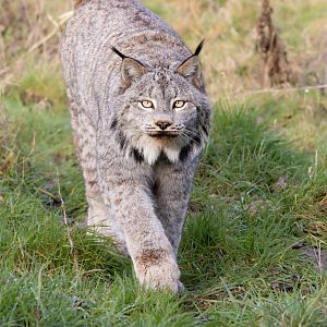 Canadian Lynx (m) / Hamerton / 22-1-25