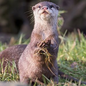 Asian Short-clawed Otter pup / Hamerton / 22-1-25