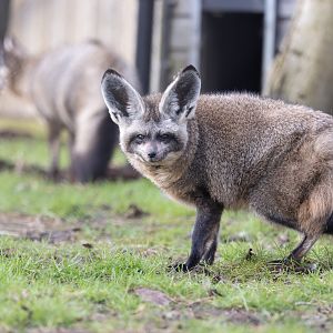 Bat-eared Fox pair / Hamerton / 22-1-25