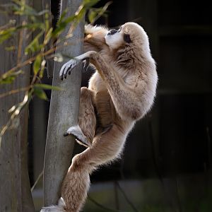 Lar Gibbon / Hamerton / 22-1-25