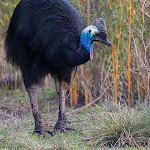 Johnston's Cassowary (f) / Hamerton / 22-1-25