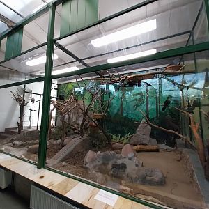 Tropical Birdhouse - Pigeon aviary