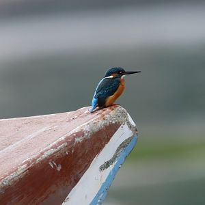 Common Kingfisher (Alcedo atthis)