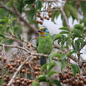 Taiwan Barbet (Psilopogon nuchalis)