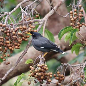 Javan Myna (Acridotheres javanicus)