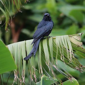 Black Drongo (Dicrurus macrocercus)