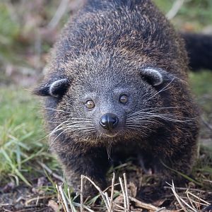 Javan Binturong cub / Hamerton / 14-1-24