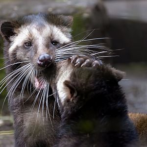 Sumatran White-bearded Civet kits / Hamerton / 14-1-24