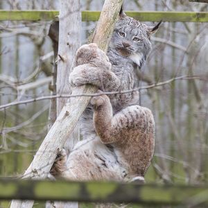 Canadian Lynx (m) / Hamerton / 14-1-24