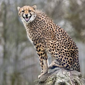 Cheetah Juvenile (Jett's cub) / Hamerton / 14-1-24