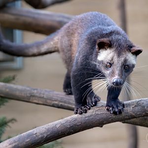 Sumatran White-bearded Civet / Hamerton / 14-1-24