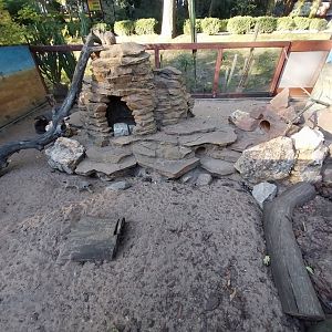 Meerkat (Suricata suricatta)