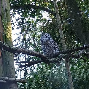 Owl aviaries - Great Horned Owl (Bubo virginianus)