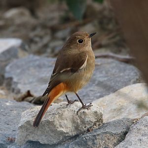 Daurian Redstart (Phoenicurus auroreus)