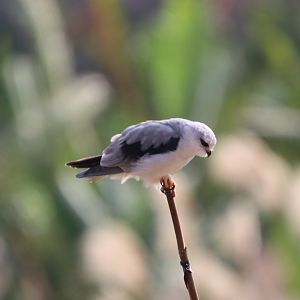 Black-winged Kite (Elanus caeruleus)