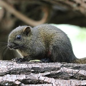 Pallas' Squirrel (Callosciurus erythraeus)