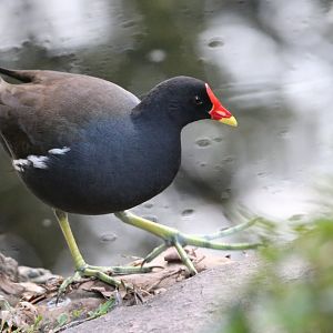 Eurasian Moorhen (Gallinula chloropus)