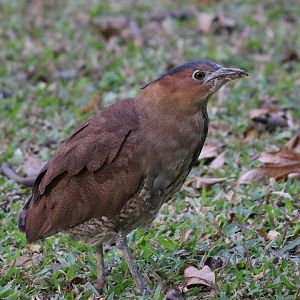 Malayan Night Heron (Gorsachius melanolophus)