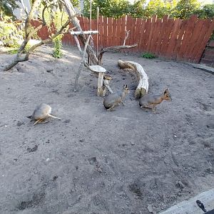 Patagonian Mara (Dolichotis patagonum)