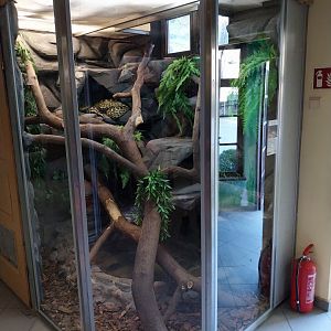 Herpetrium - Yellow Anaconda (Eunectes notaeus)