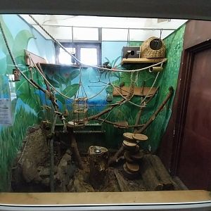 Herpetrium - Pygmy Marmoset (Cebuella pygmaea)