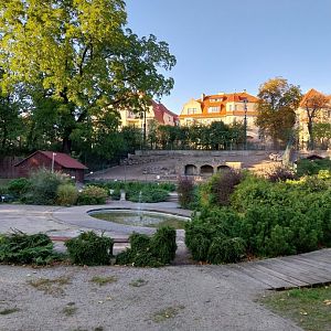 Mountain ungulates - Tajik Markhor (Capra falconeri heptneri) enclosure