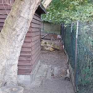 Mountain ungulates - Central Chinese Goral (Naemorhedus griseus arnouxianus)