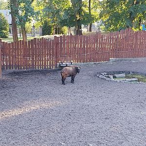 Mountain ungulates - Mishmi Takin (Budorcas taxicolor taxicolor)