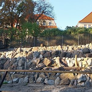 Mountain ungulates - Barbary Sheep (Ammotragus lervia)