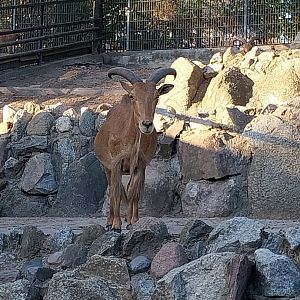 Mountain ungulates - Barbary Sheep (Ammotragus lervia)
