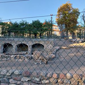 Mountain ungulates - Tajik Markhor (Capra falconeri heptneri)