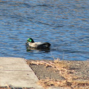 Falcated Duck (Anas falcata)