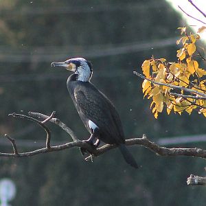Great Cormorant (Phalacrocorax carbo)