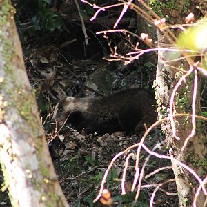 Japanese Badger (Meles anakuma)