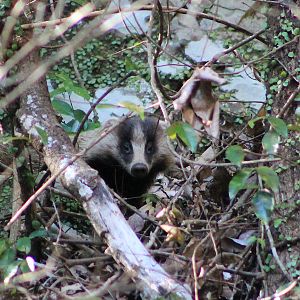 Japanese Badger (Meles anakuma)