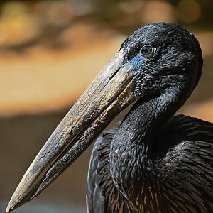 African openbill (Anastomus lamelligerus)
